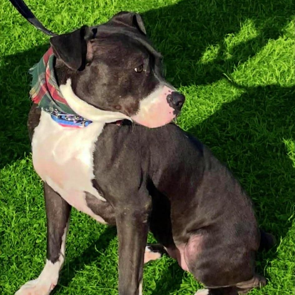 Velvet, a Adoptable mixed breed in Roswell, GA image 2/3