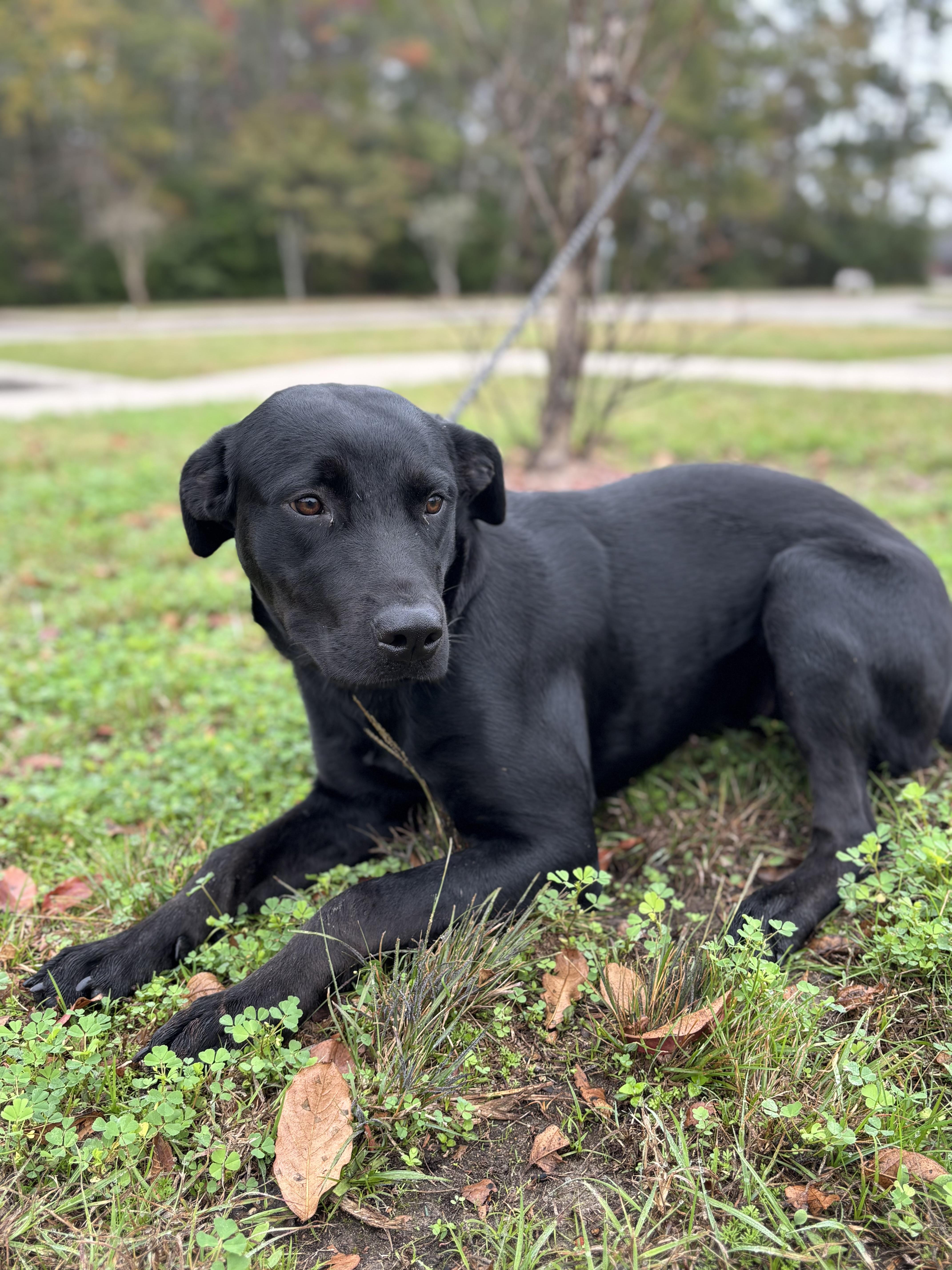 Honey, an adopted Black Labrador Retriever in San Antonio , TX image 3/5