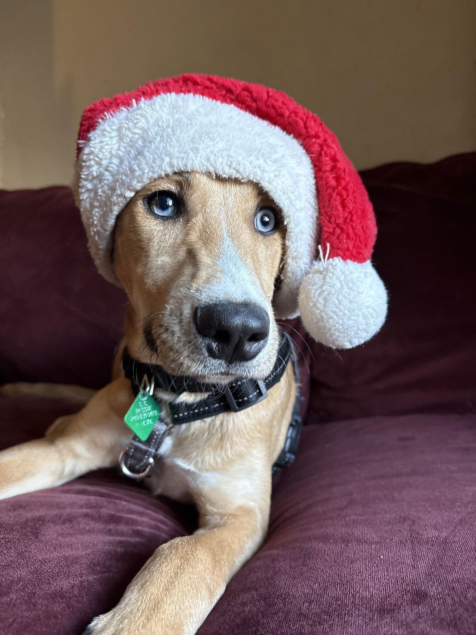 Enlarge Henry, a Adoptable mixed breed in Oxford, MI image 1/3