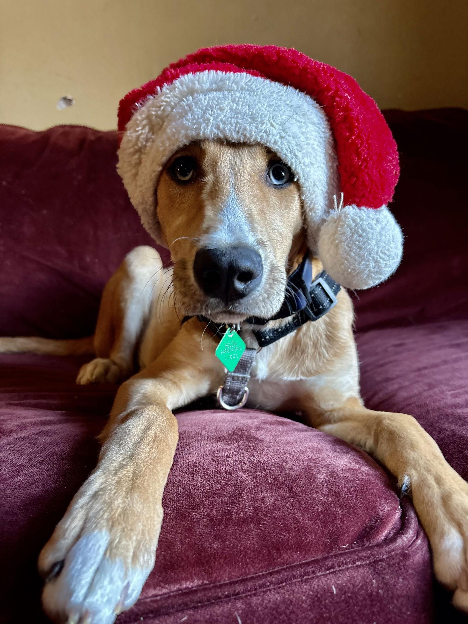 Enlarge Henry, a Adoptable mixed breed in Oxford, MI image 3/3