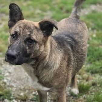 Dog of the Month! 2
