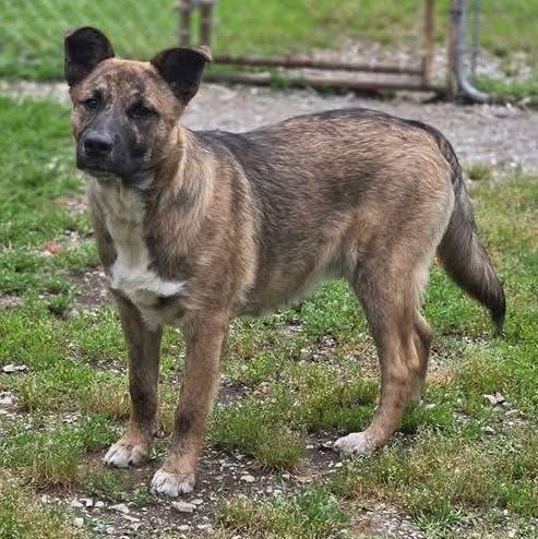 Dog of the Month! 1