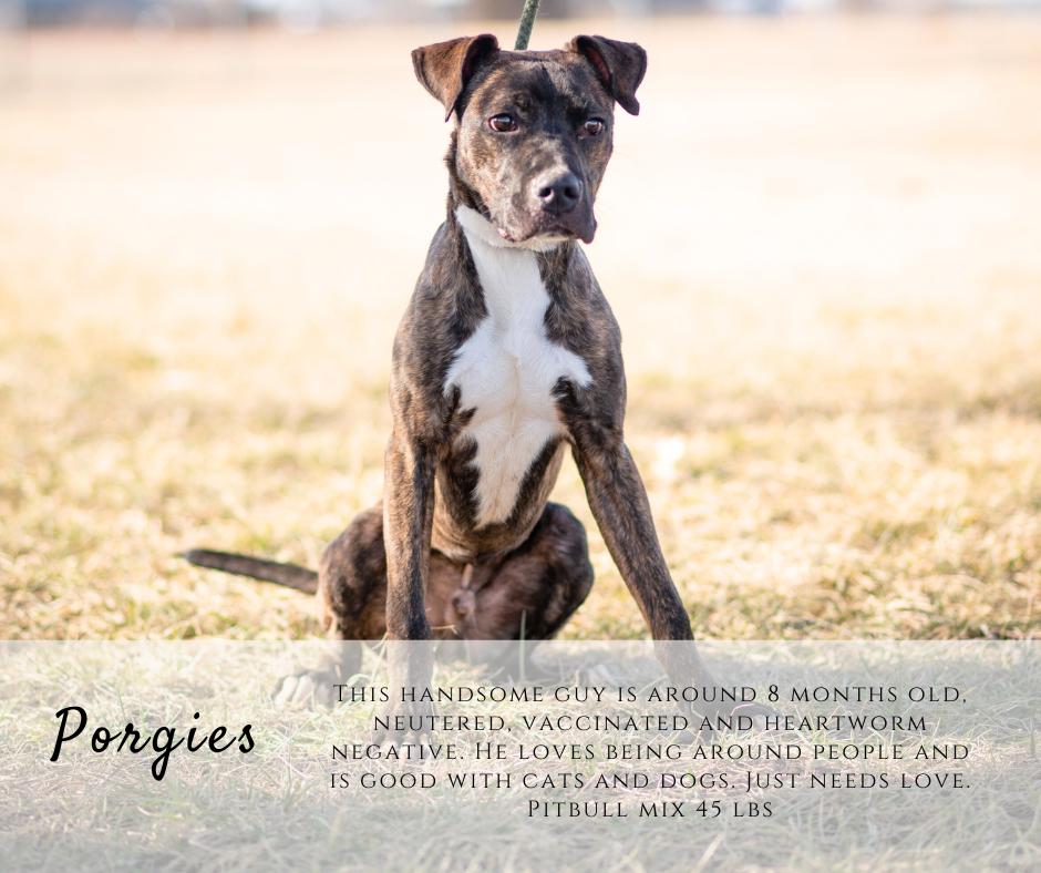 Enlarge Porgies, a ADOPTABLE mixed breed in Junction City, KS image 1/1