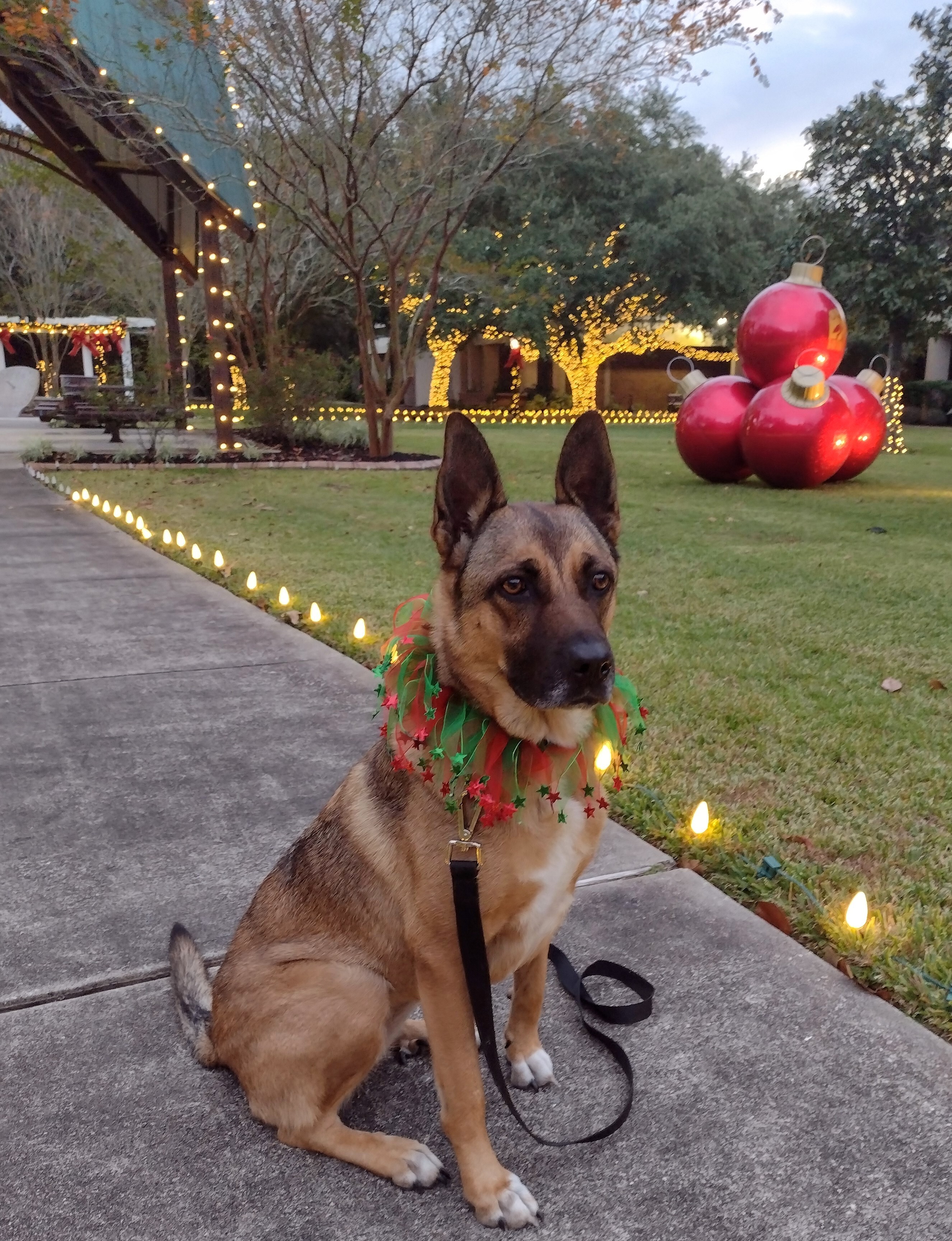 Madeline, Adoptable, Young Female German Shepherd Dog.