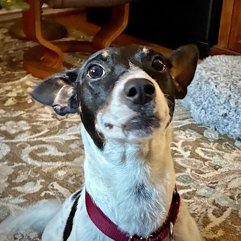 Cranberry (VA), a Adopted Rat Terrier in Atlanta, GA image 3/3