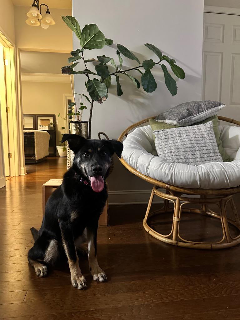 Enlarge Rosa, a Adoptable mixed breed in Newnan, GA image 1/3