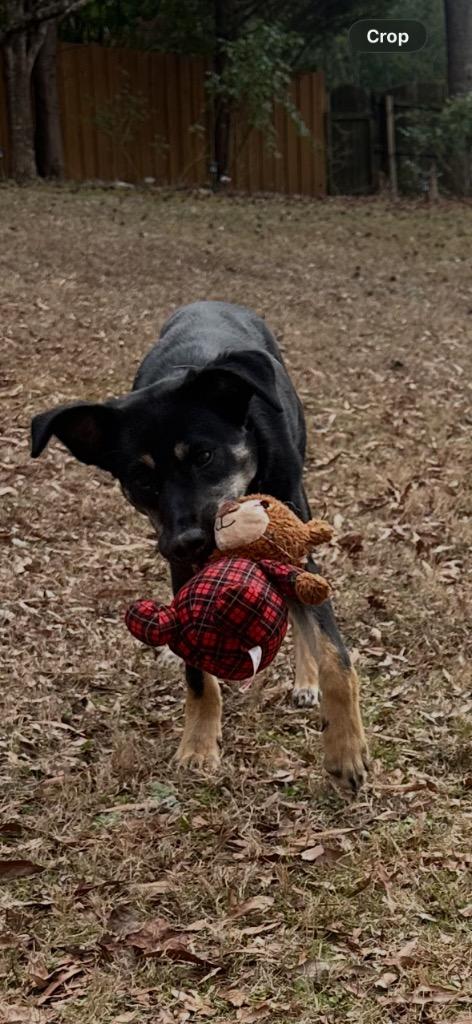 Enlarge Rosa, a Adoptable mixed breed in Newnan, GA image 2/3