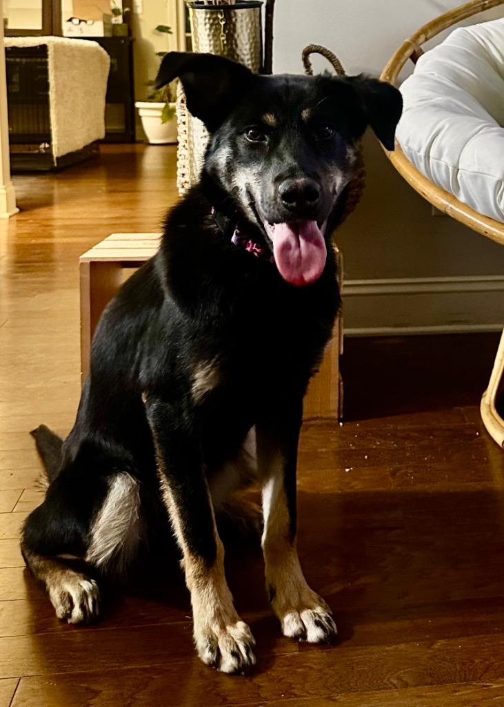 Enlarge Rosa, a Adoptable mixed breed in Newnan, GA image 3/3