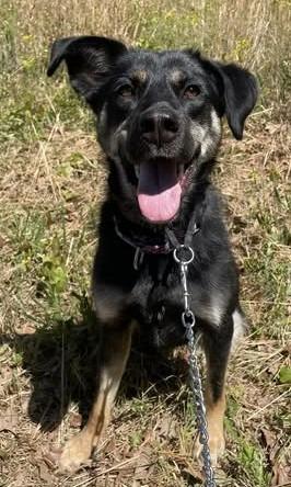 Rosa, a Adoptable mixed breed in Newnan, GA image 4/4