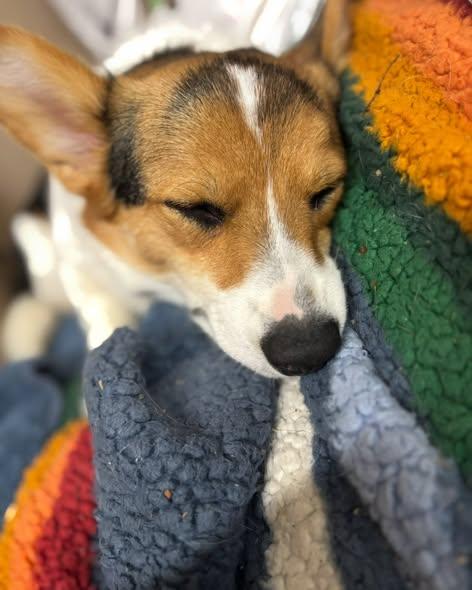 Enlarge Leroy Brown, an adopted Corgi in Grand Island, NE image 1/4