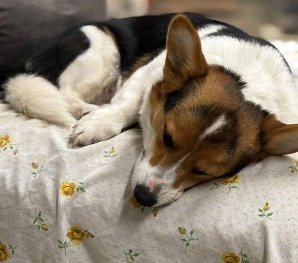 Enlarge Leroy Brown, an adopted Corgi in Grand Island, NE image 2/4