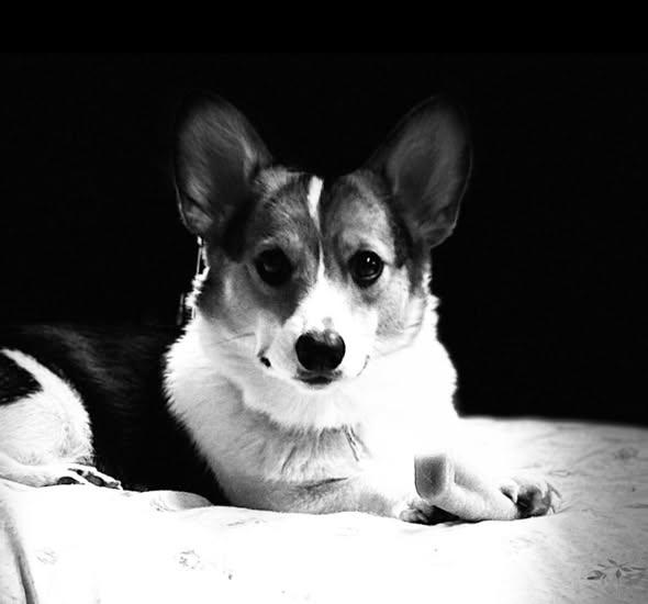 Enlarge Leroy Brown, an adopted Corgi in Grand Island, NE image 3/4