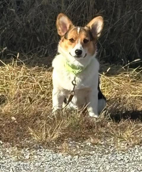 Enlarge Leroy Brown, an adopted Corgi in Grand Island, NE image 4/4