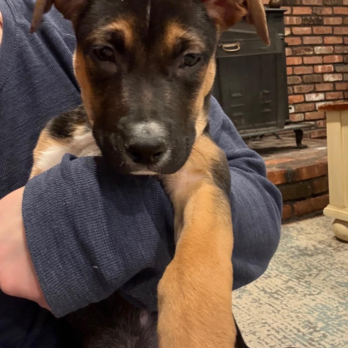 Enlarge Penny, an adopted Mixed Breed in Medford, NY image 2/4