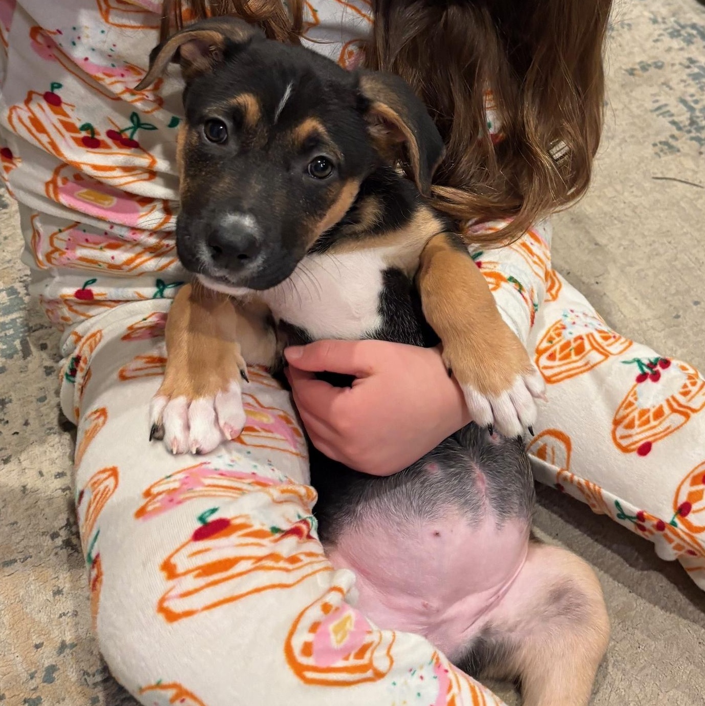 Enlarge Penny, an adopted Mixed Breed in Medford, NY image 1/4