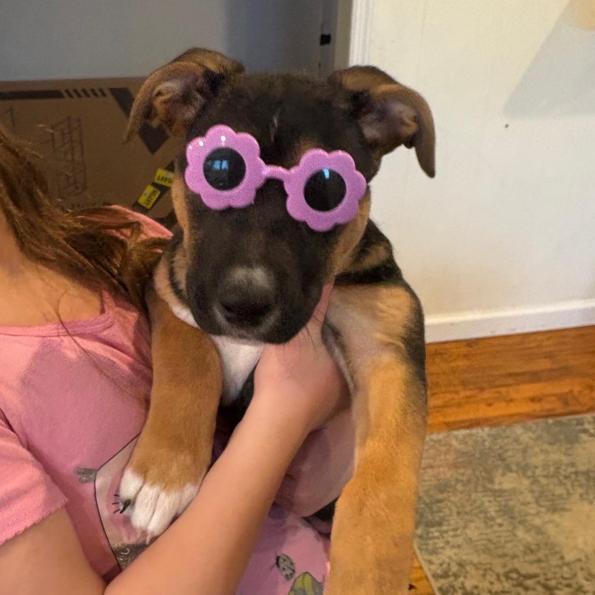 Enlarge Penny, an adopted Mixed Breed in Medford, NY image 4/4