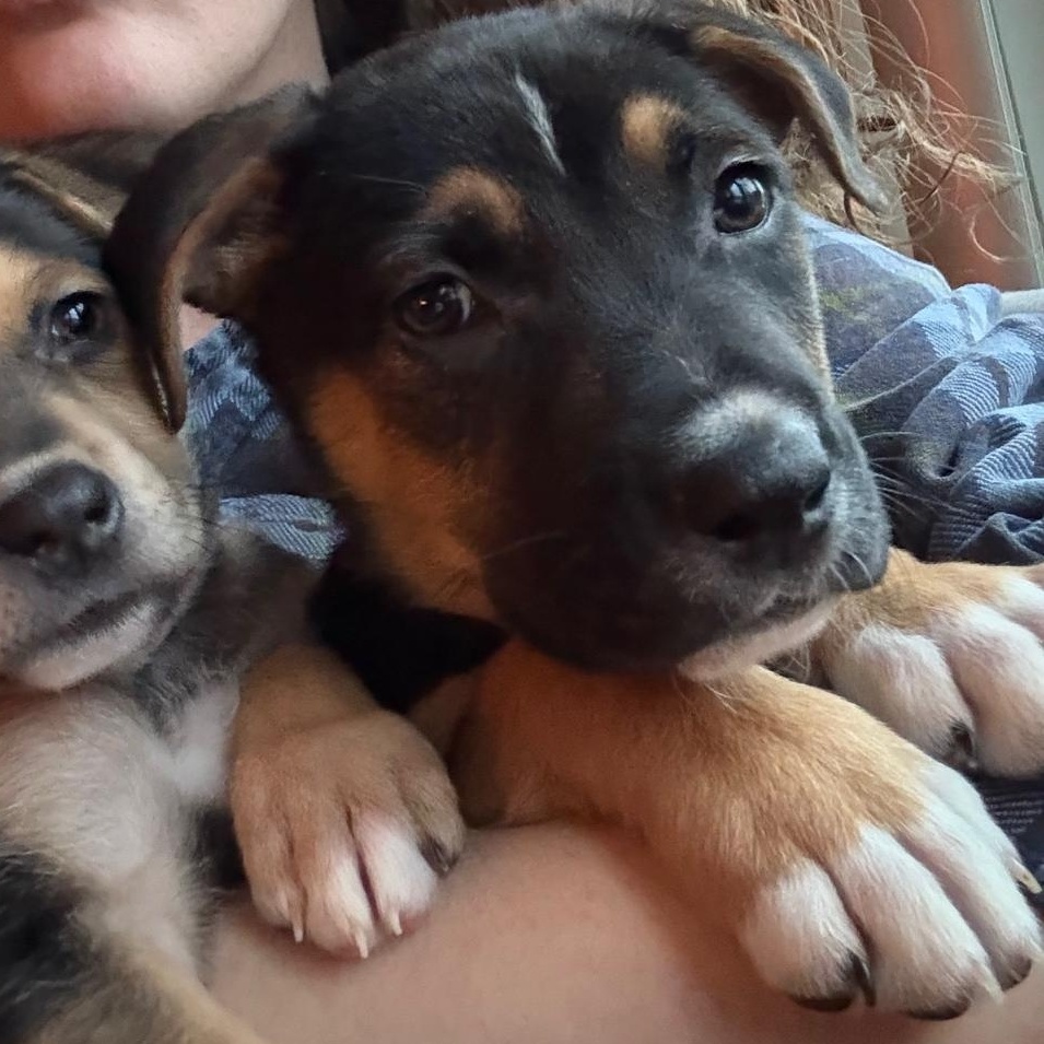 Enlarge Penny, an adopted Mixed Breed in Medford, NY image 3/4