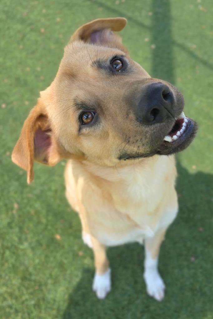 Felix, Adoptable, Young Male Shepherd.