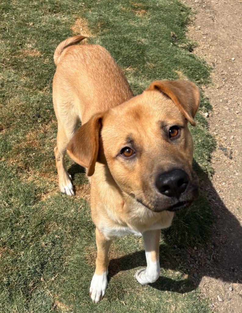 Enlarge Felix, a Adoptable mixed breed in Little Elm, TX image 2/2