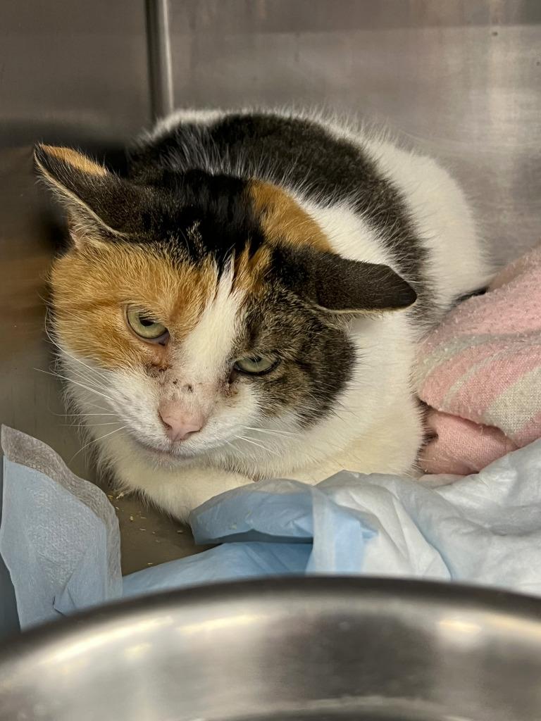 Enlarge Callie (working cat) *Adoption fee sponsored*, a ADOPTABLE Domestic Short Hair in Berryville, VA image 1/1