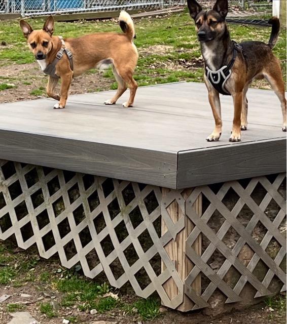 Zeus, ADOPTABLE, Young Male Chihuahua & German Shepherd Dog.