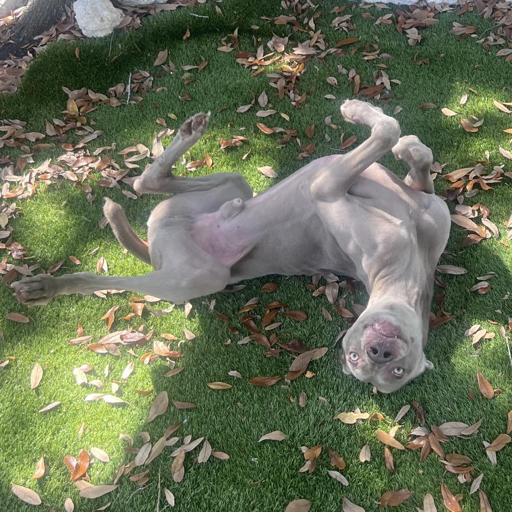 Caesar — thumbnail 2