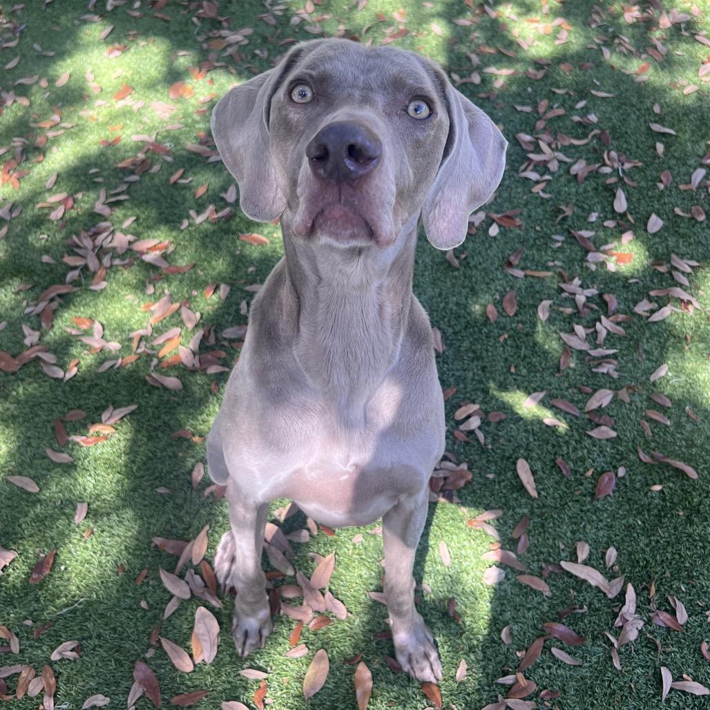 Caesar — thumbnail 4