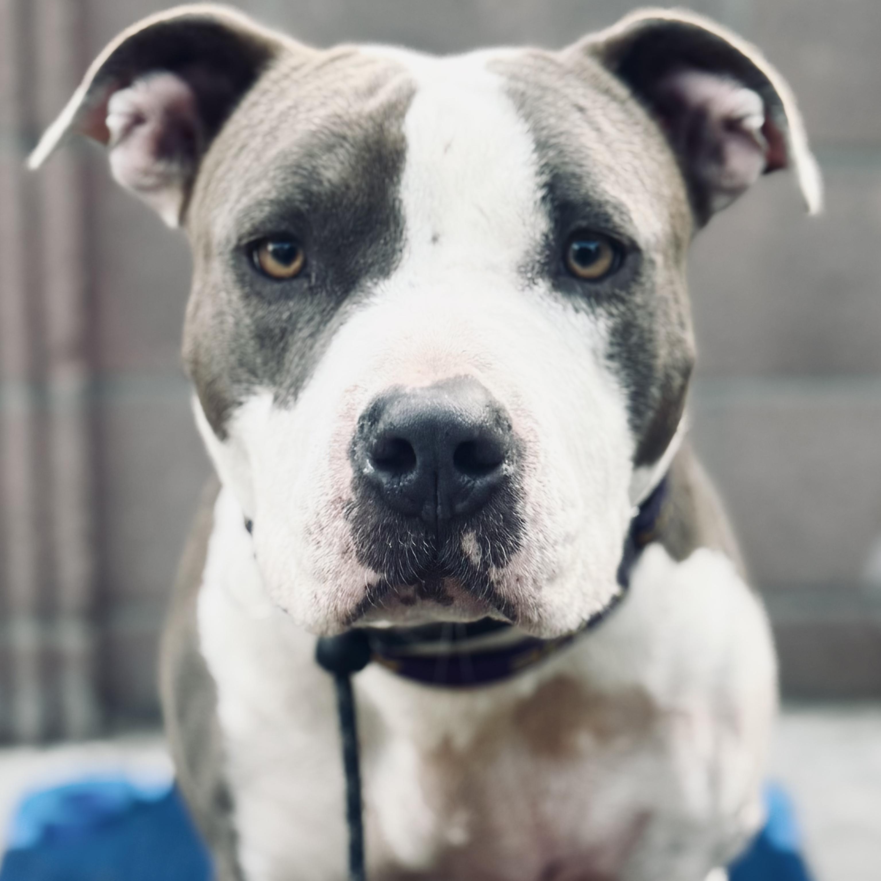 Venus, a Adoptable Pit Bull Terrier in Inglewood, CA image 1/6