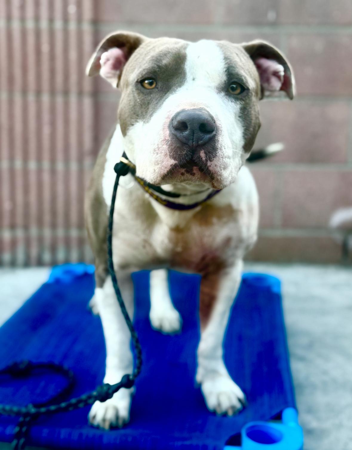 Venus, a Adoptable Pit Bull Terrier in Inglewood, CA image 6/6