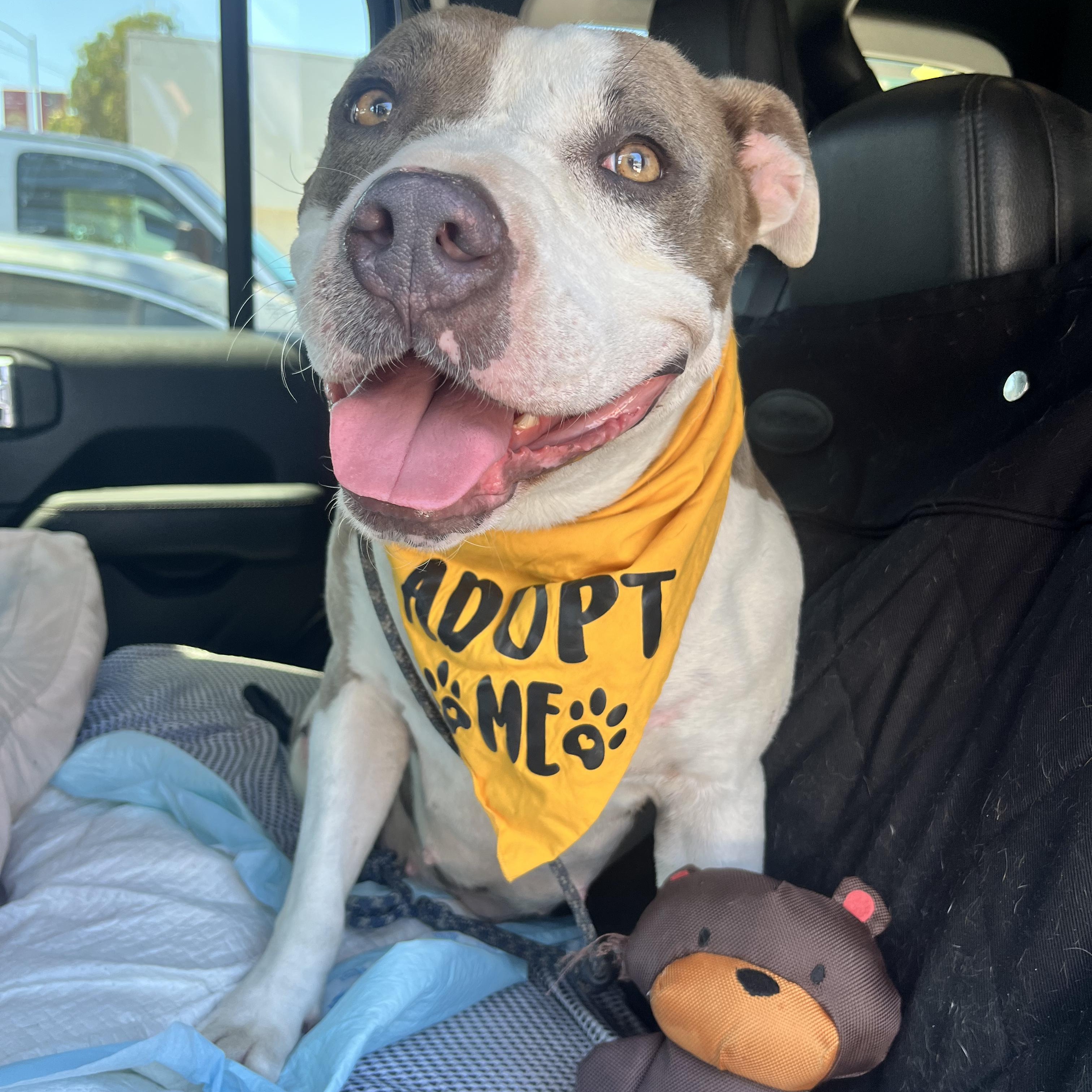 Venus, a Adoptable Pit Bull Terrier in Inglewood, CA image 2/6