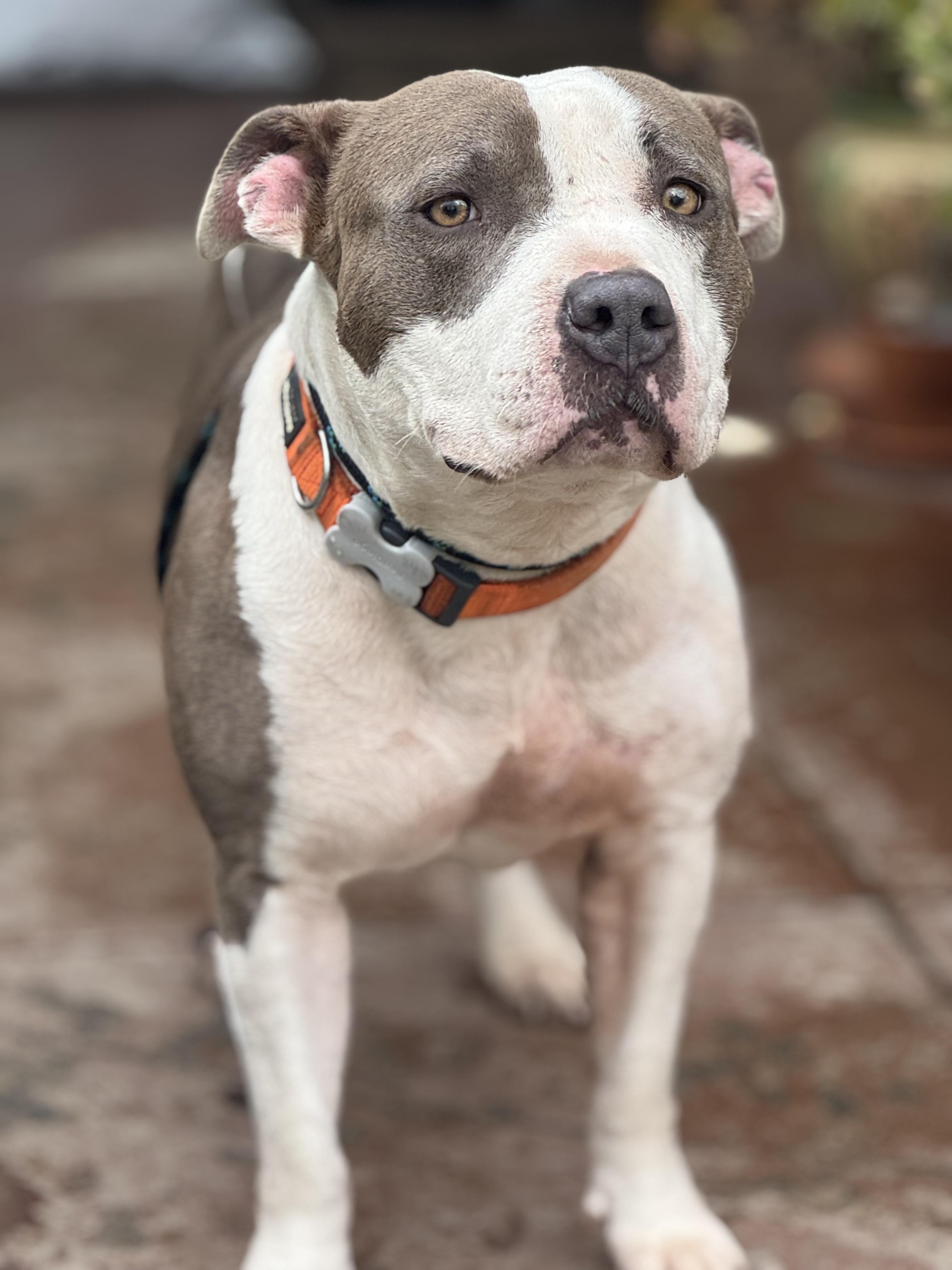 Venus, a Adoptable Pit Bull Terrier in Inglewood, CA image 5/6