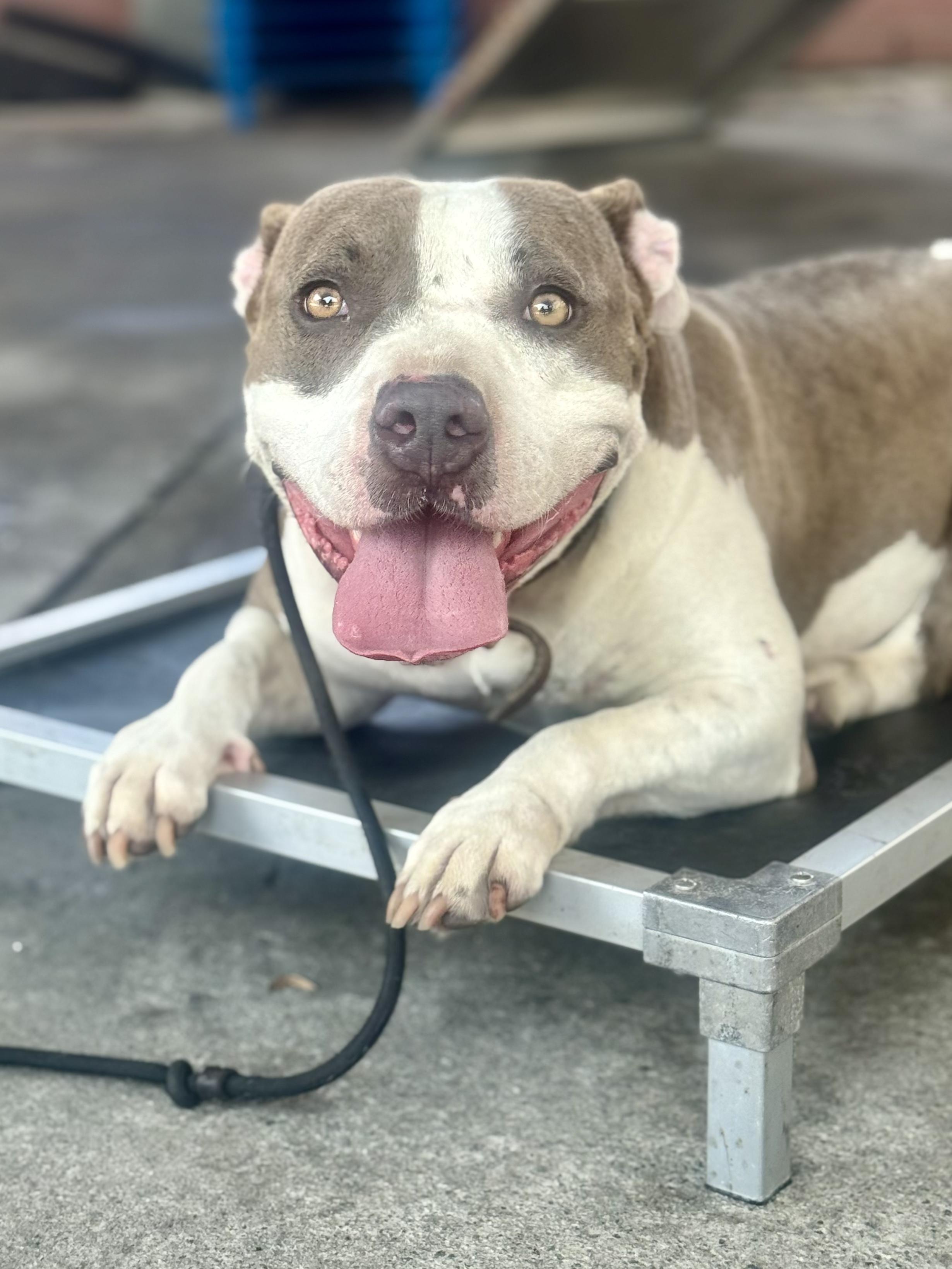 Venus, a Adoptable Pit Bull Terrier in Inglewood, CA image 3/6