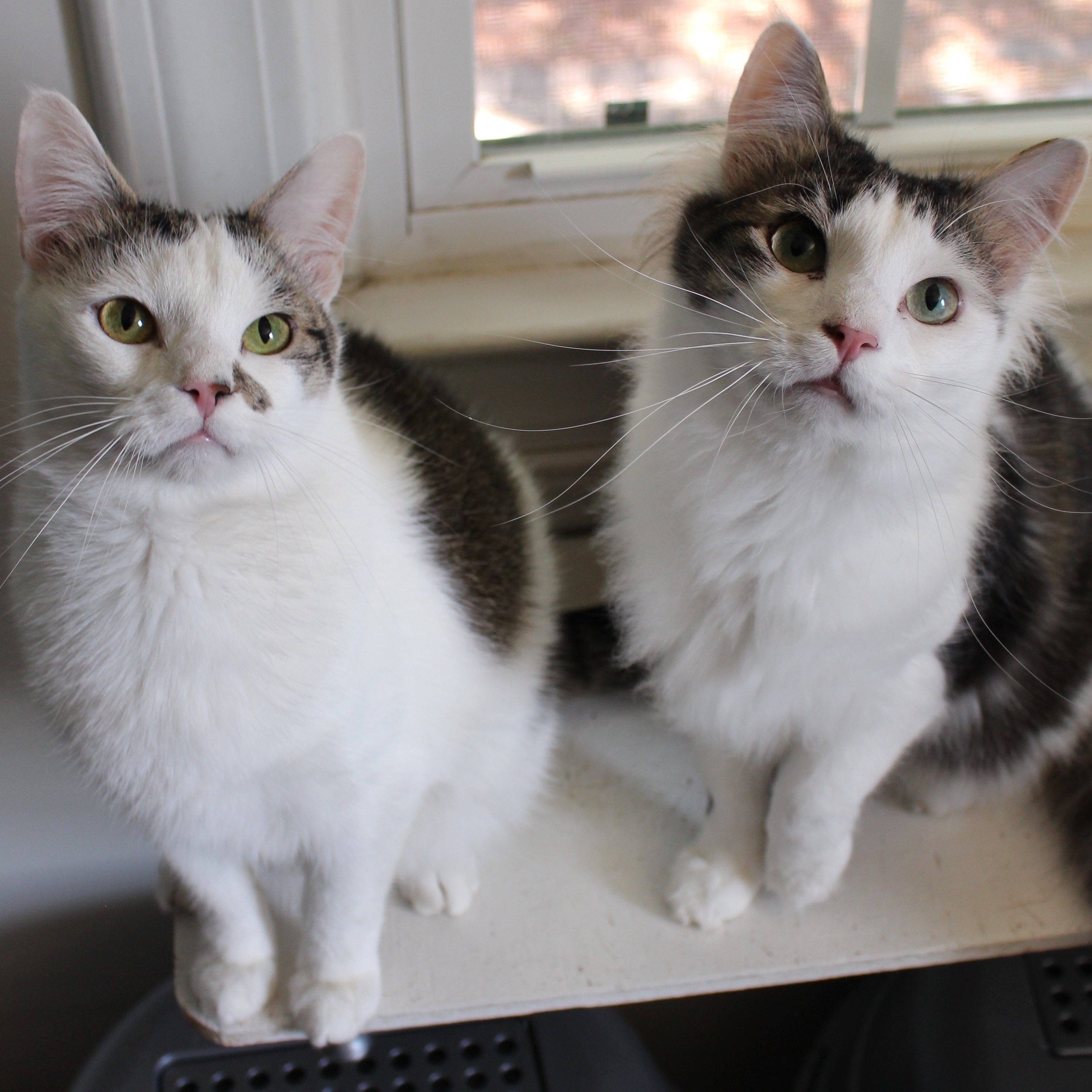 Sol & Lluvia, an adoptable Tabby in Concord, NC_image-1