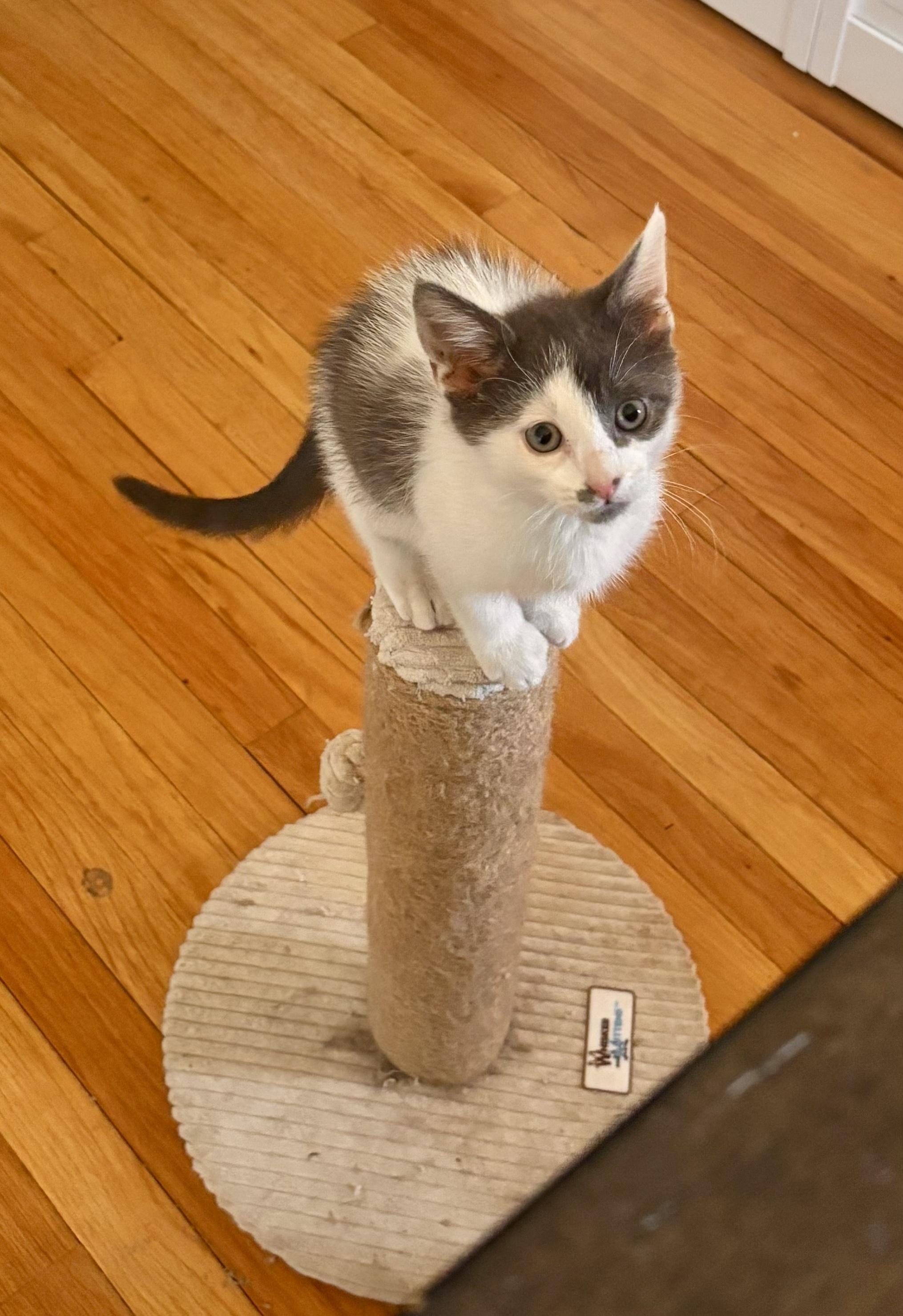 Enlarge Rocco, a ADOPTABLE Domestic Short Hair in Bethel, CT image 5/6