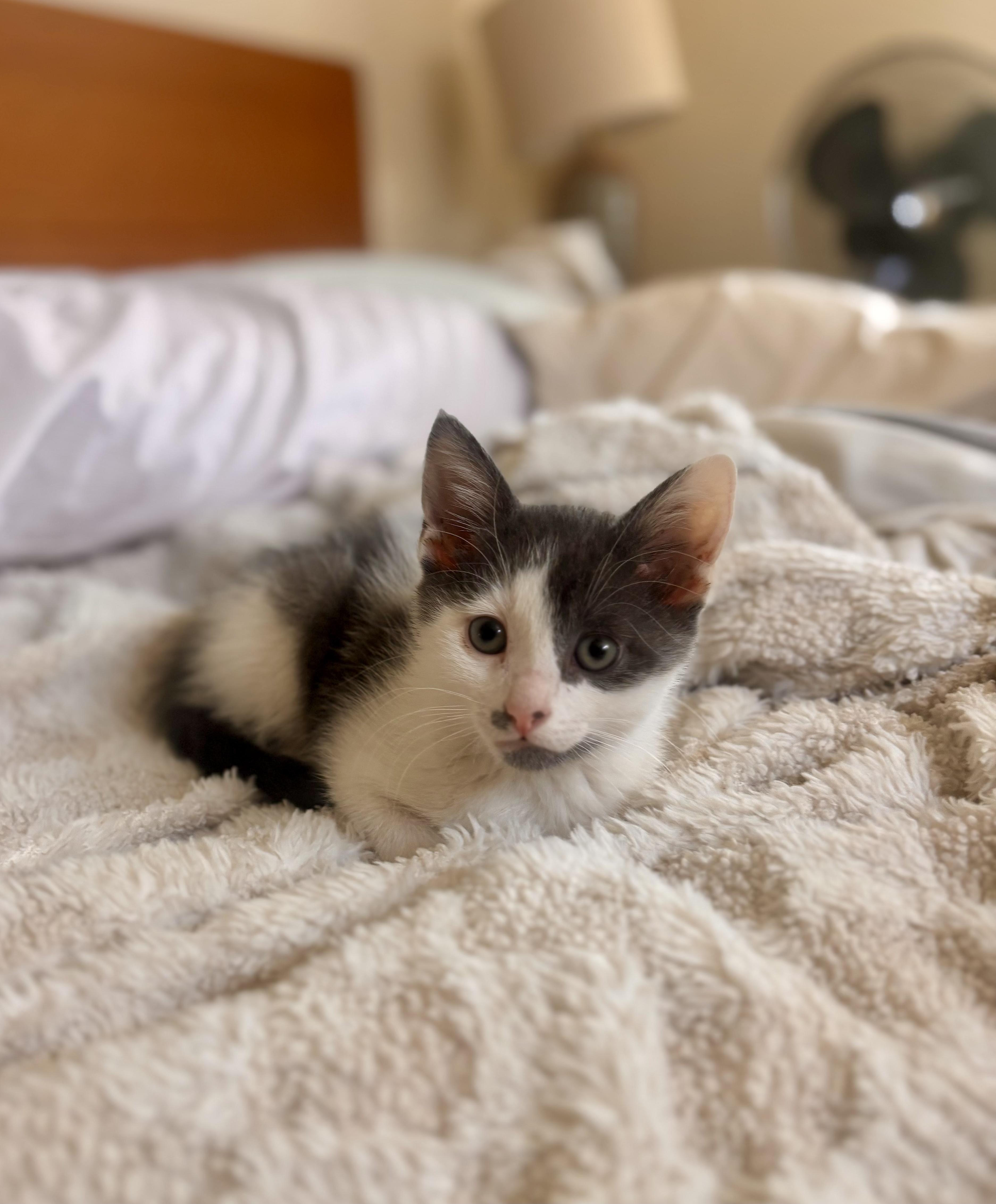Enlarge Rocco, a ADOPTABLE Domestic Short Hair in Bethel, CT image 2/6