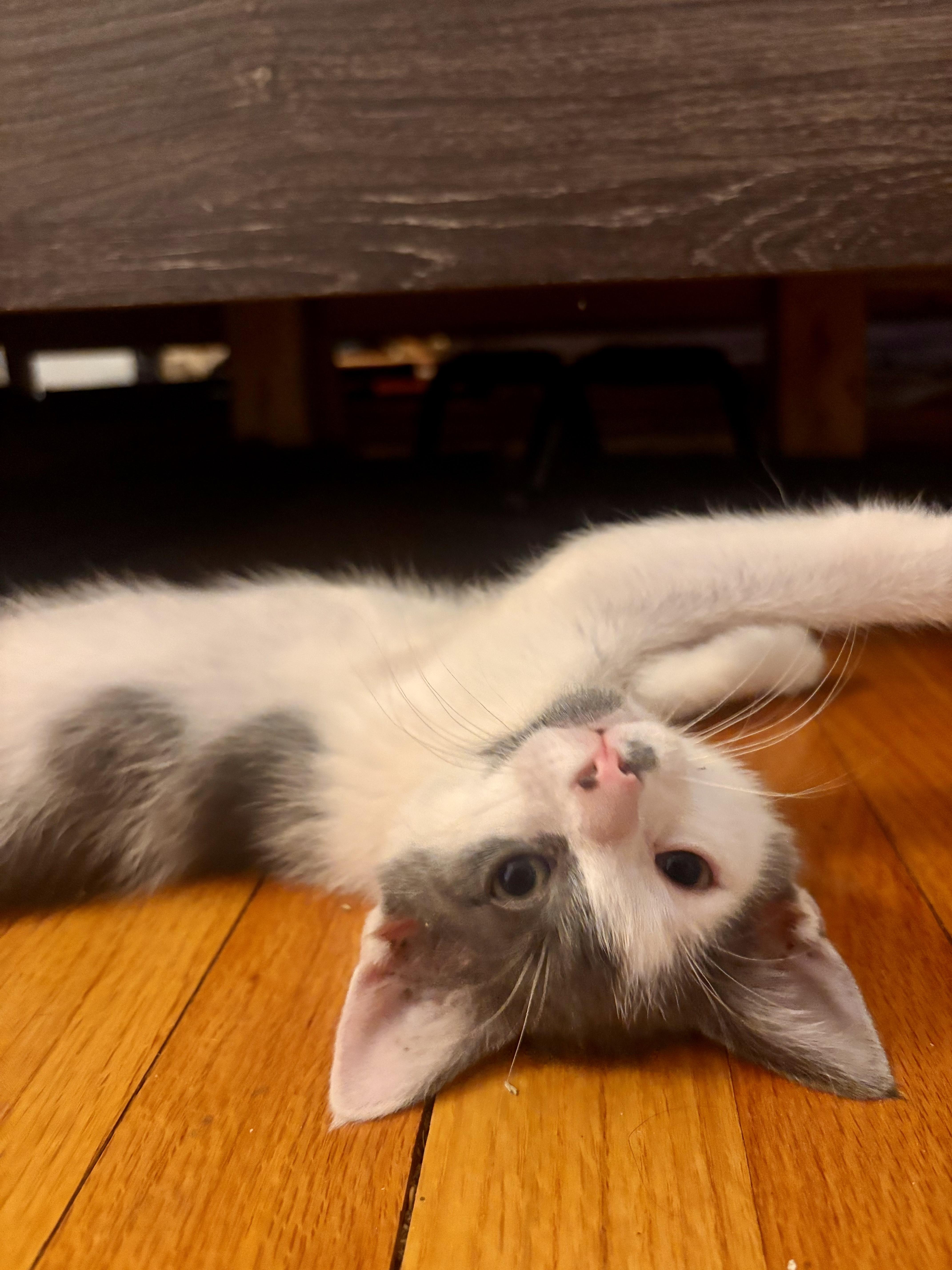 Enlarge Rocco, a ADOPTABLE Domestic Short Hair in Bethel, CT image 6/6