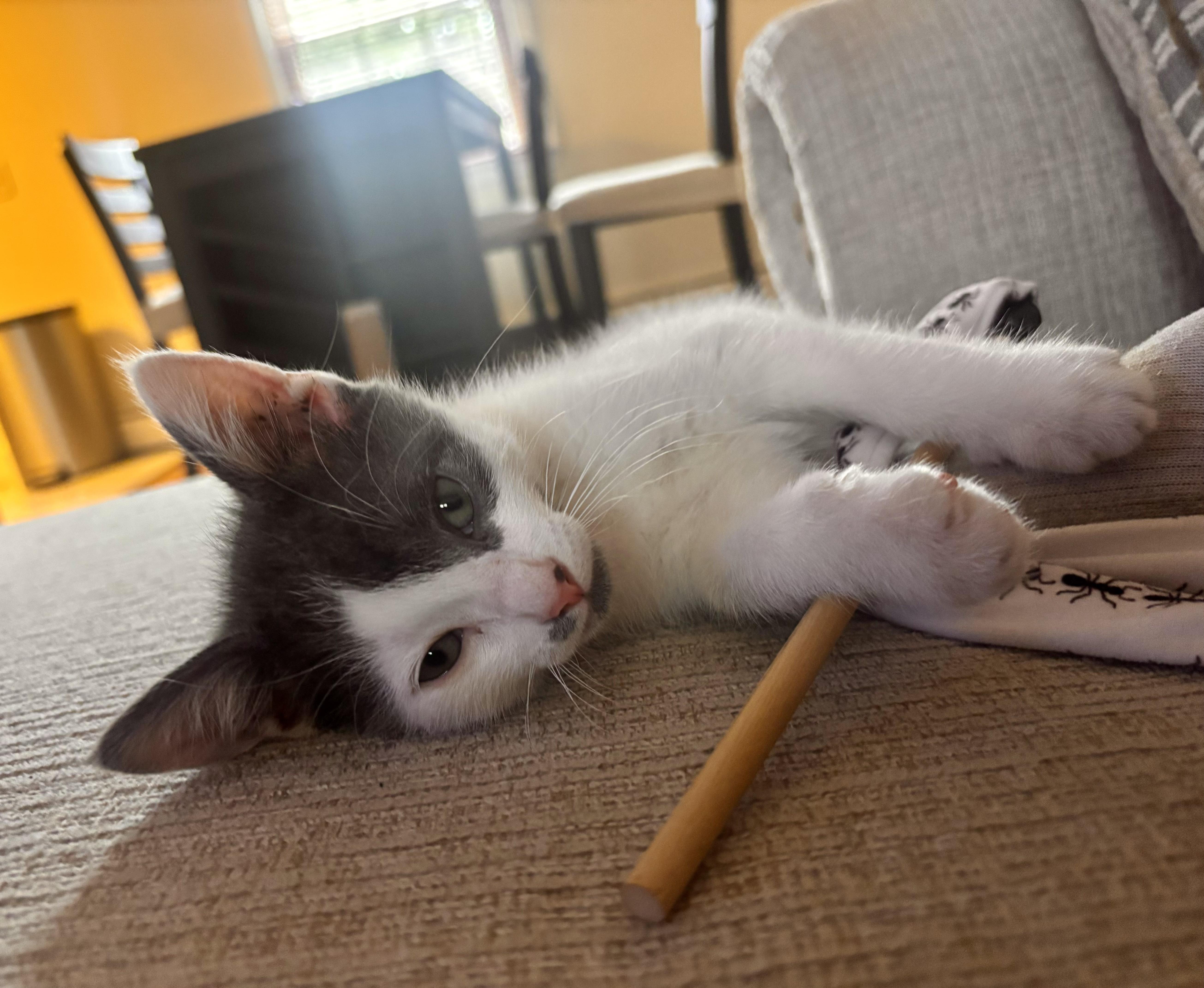 Enlarge Rocco, a ADOPTABLE Domestic Short Hair in Bethel, CT image 4/6