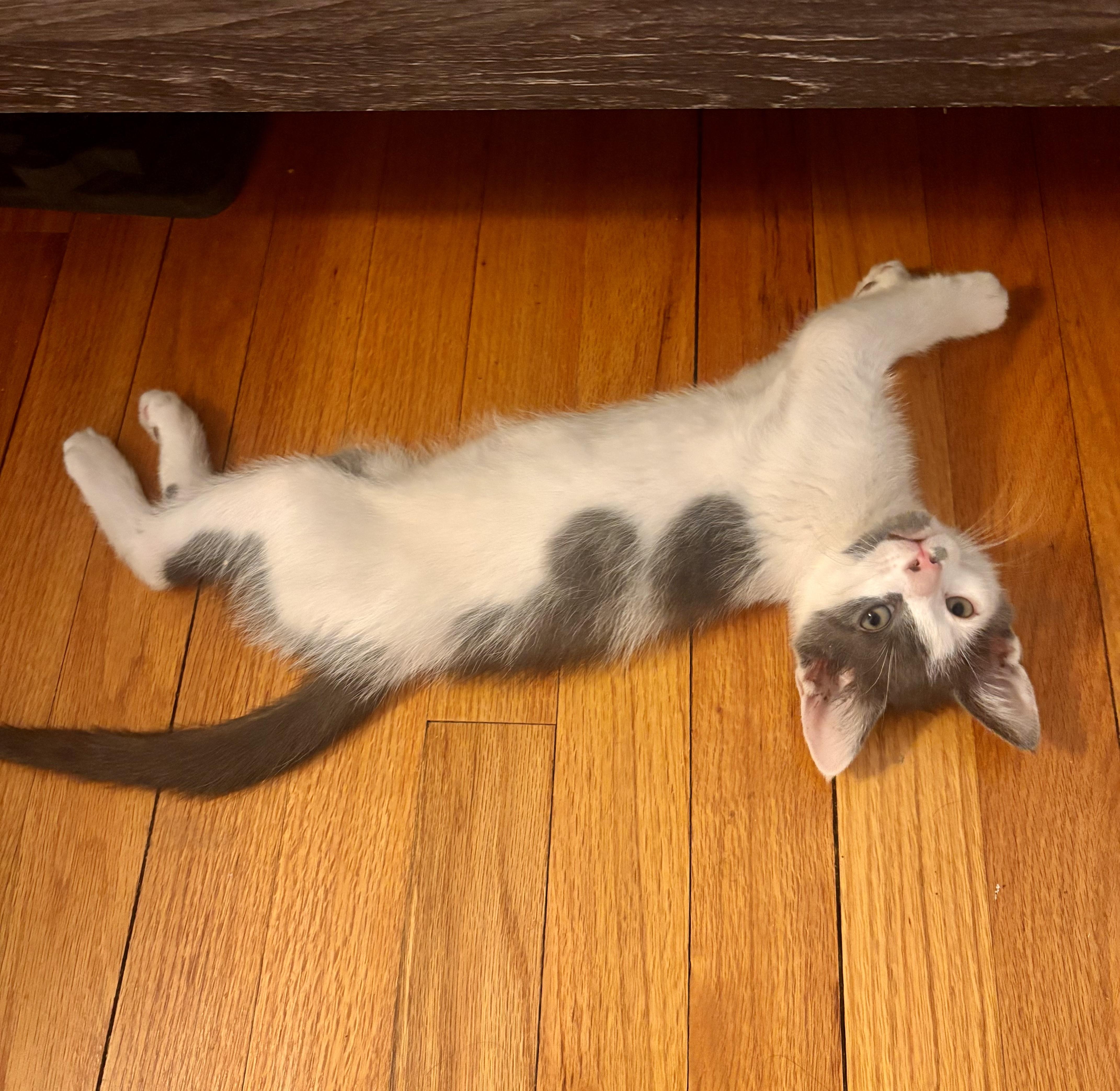 Enlarge Rocco, a ADOPTABLE Domestic Short Hair in Bethel, CT image 3/6