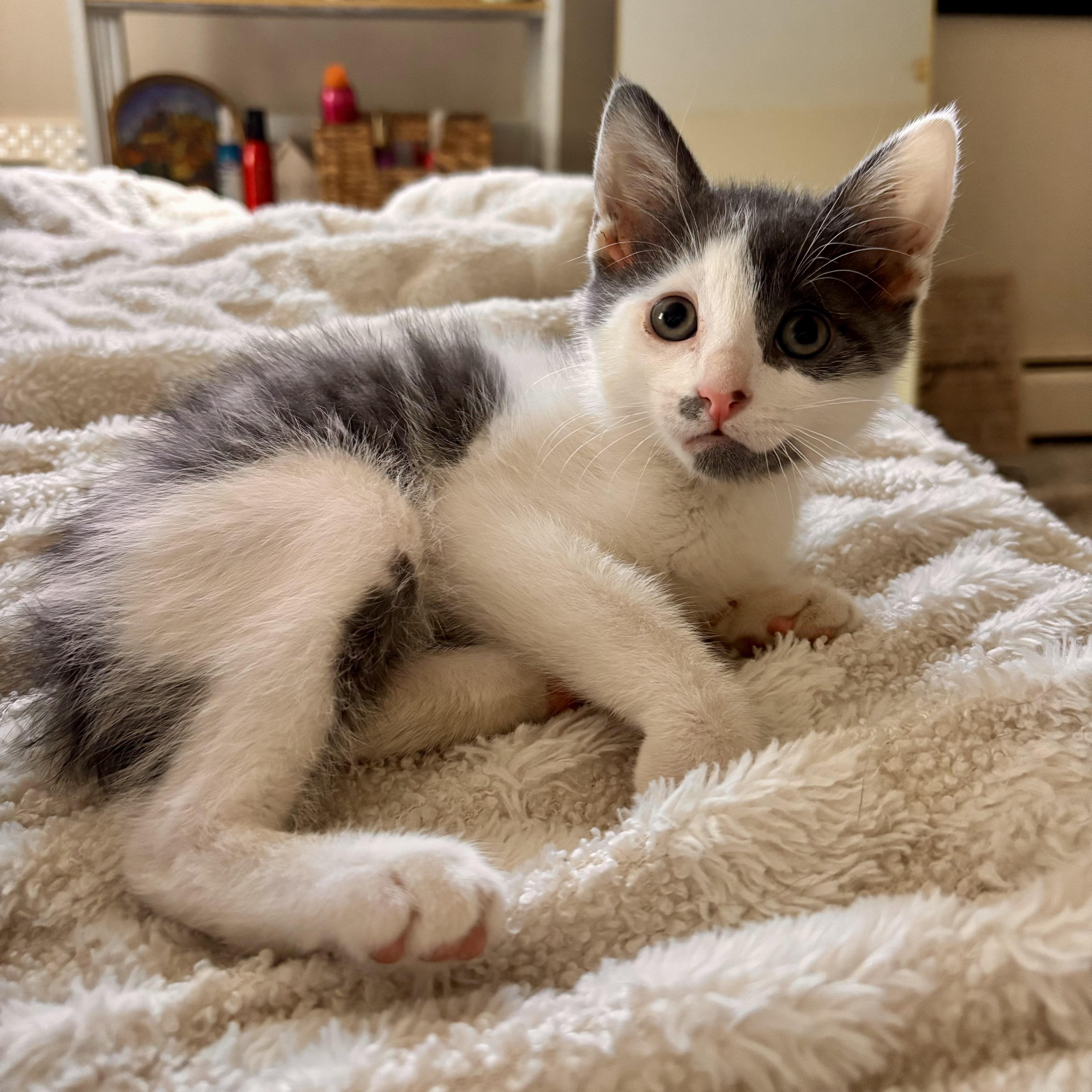 Enlarge Rocco, a ADOPTABLE Domestic Short Hair in Bethel, CT image 1/6