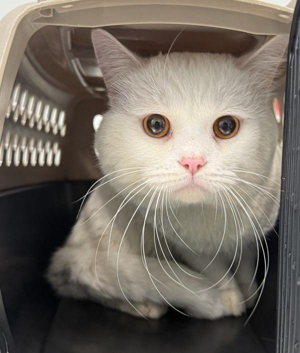 Treasure Chest, Adoptable, Adult Male Domestic Short Hair.