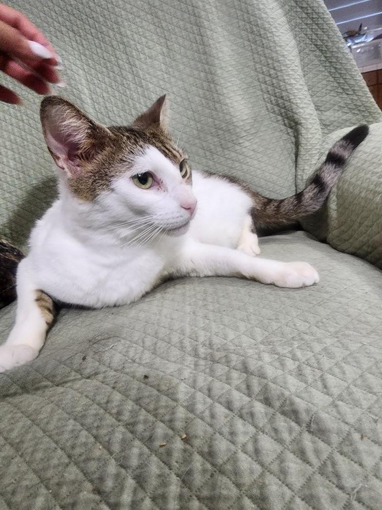 Enlarge Blanca, a Adoptable Domestic Short Hair in Hudson, NH image 1/3