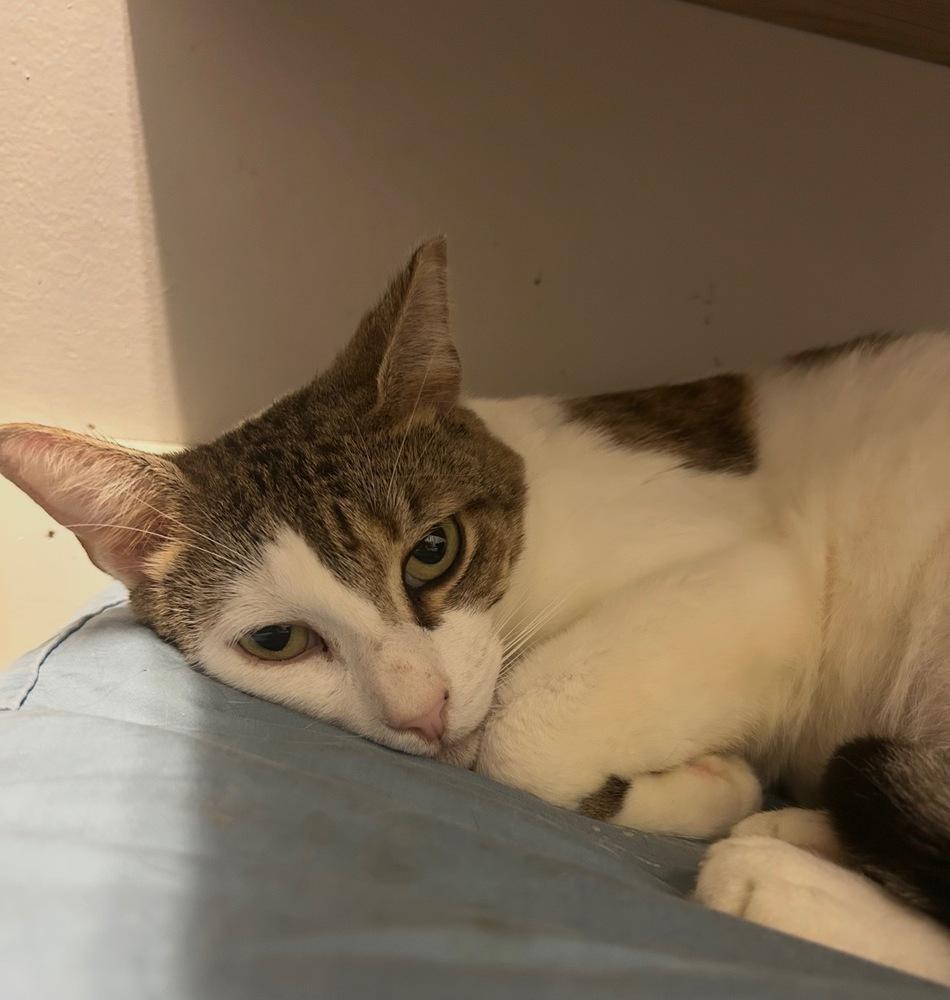 Blanca, a Adoptable Domestic Short Hair in Hudson, NH image 2/4