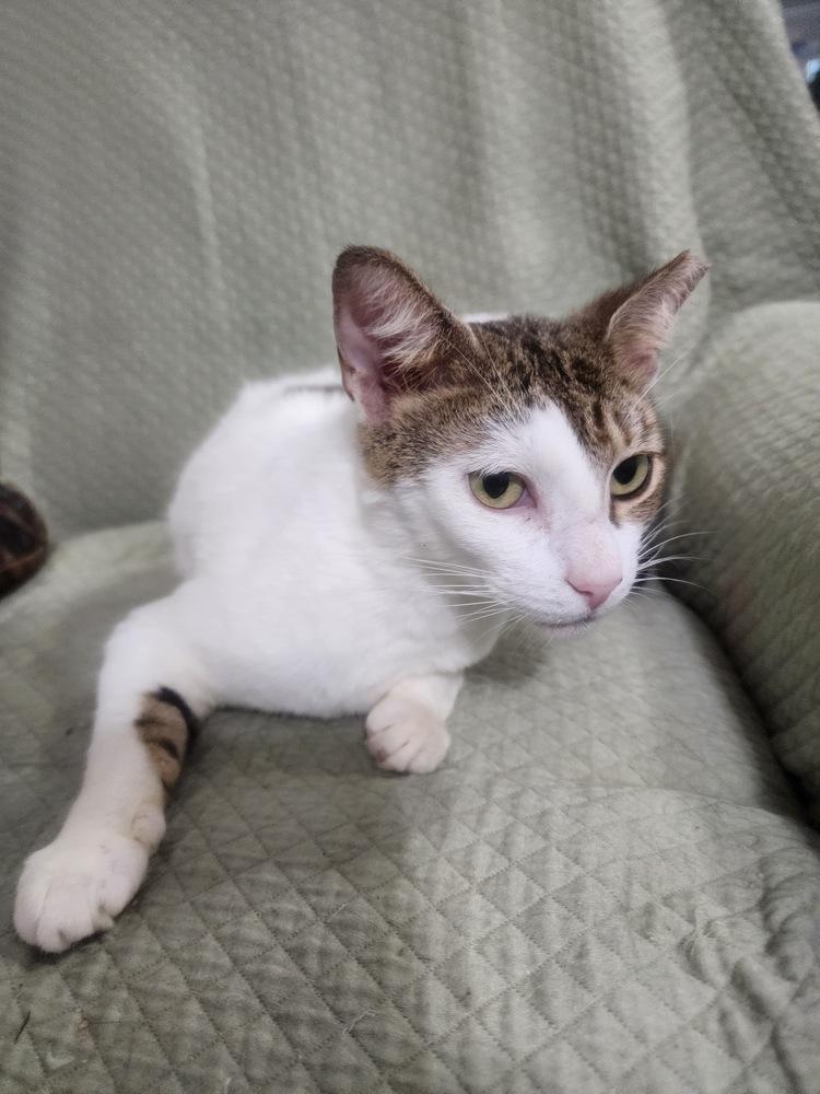 Enlarge Blanca, a Adoptable Domestic Short Hair in Hudson, NH image 2/3