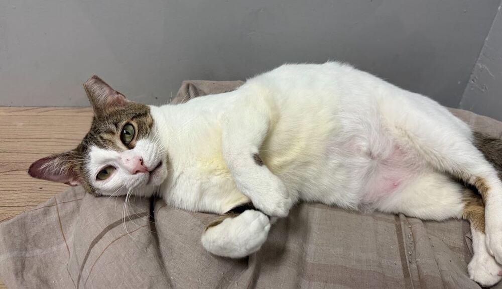 Enlarge Blanca, a Adoptable Domestic Short Hair in Hudson, NH image 4/5
