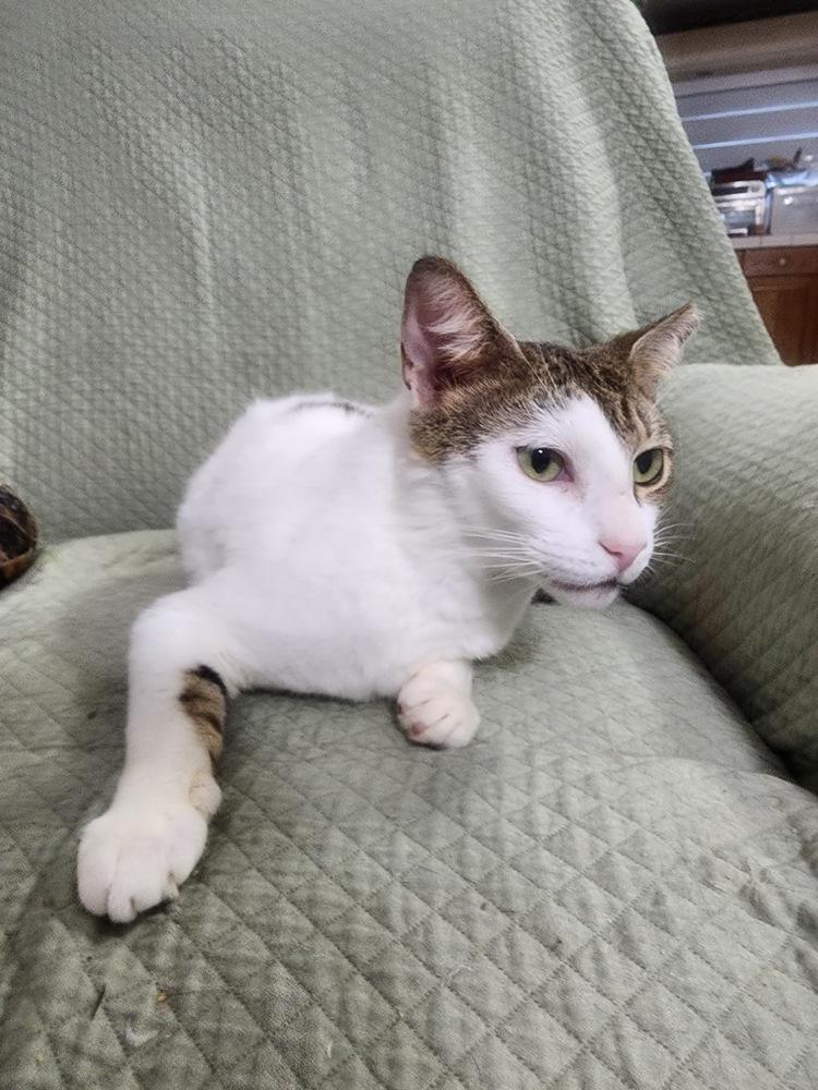 Enlarge Blanca, a Adoptable Domestic Short Hair in Hudson, NH image 3/3