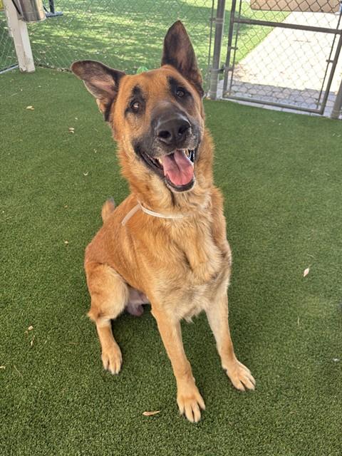 TAZ, Adoptable, Adult Male German Shepherd Dog.
