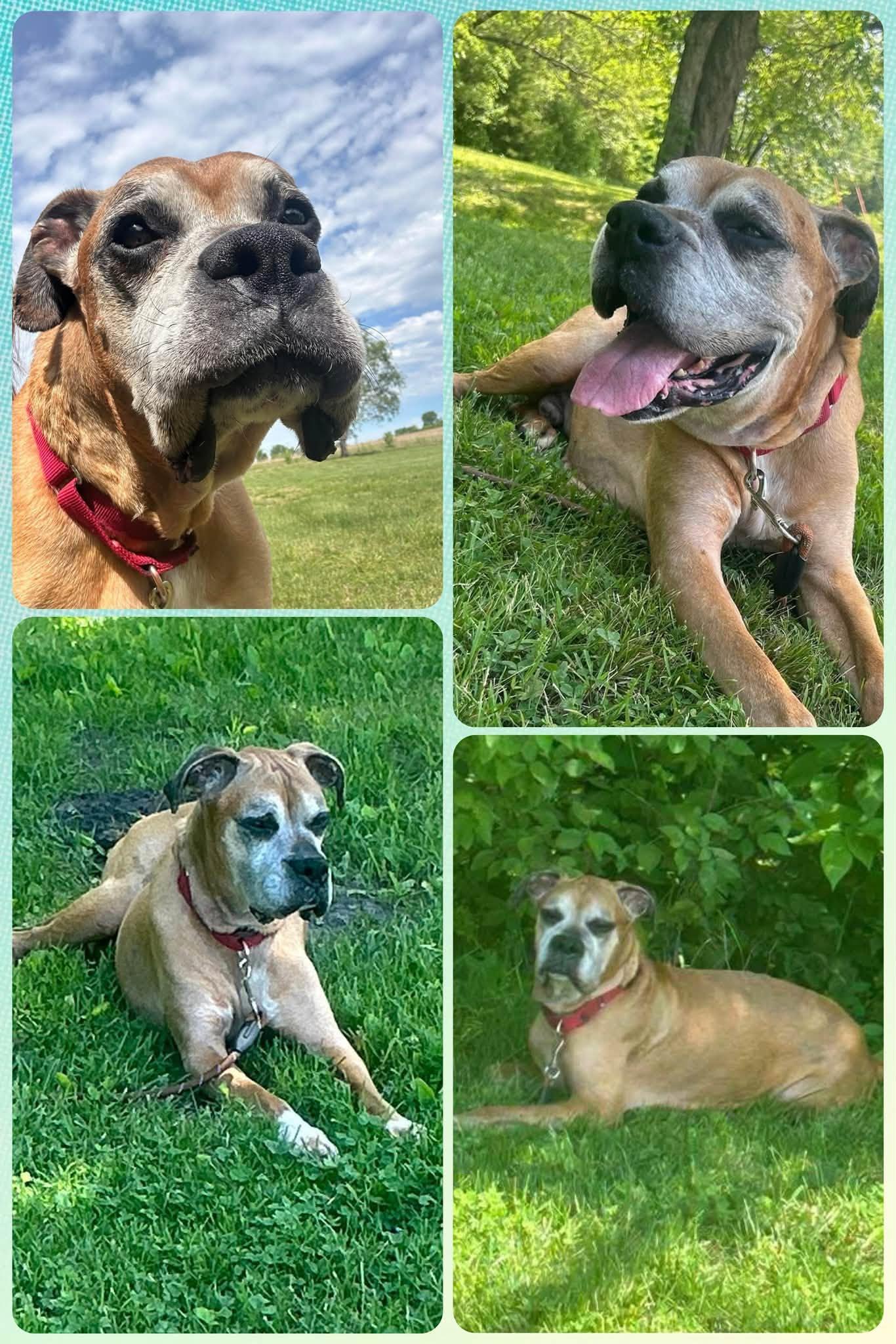 Enlarge Sugar Ray, a ADOPTABLE Boxer in Gladstone, MO image 1/1