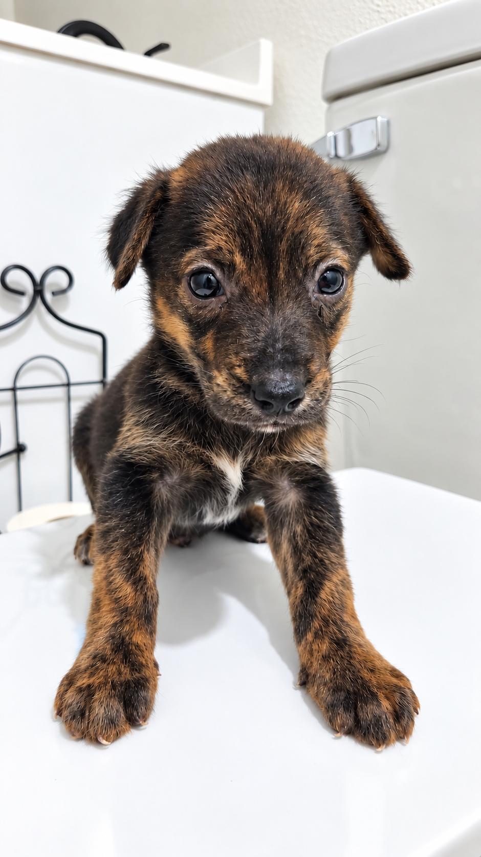 Enlarge ARIEL, a Adoptable Belgian Shepherd / Malinois in Eau Claire, WI image 3/4
