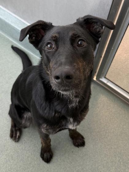 Scully, Adoptable, Young Female Shepherd & Mixed Breed.