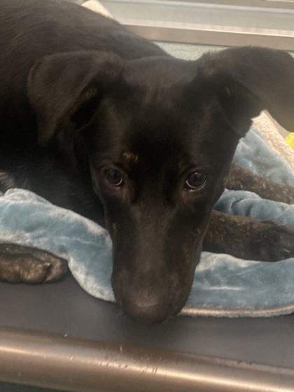 Enlarge Scully, a Adoptable mixed breed in Roseville, CA image 2/3